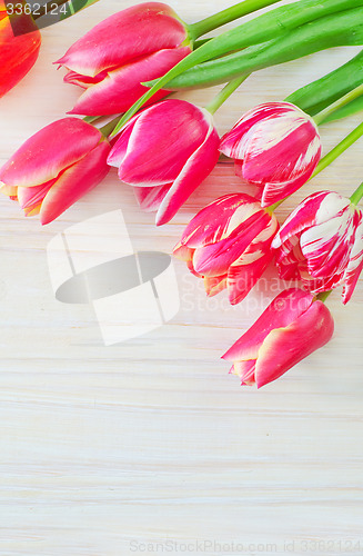 Image of Tulips