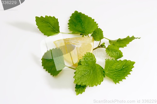 Image of Lemon Balm Leaves with Lemon