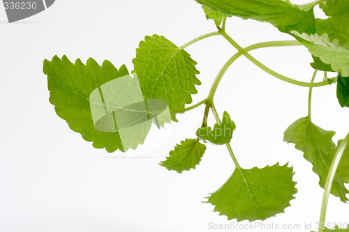 Image of Lemon Balm Leaves