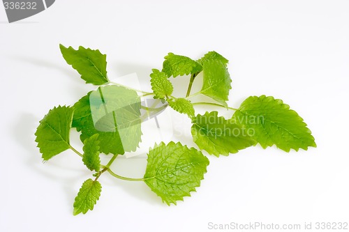 Image of Lemon Balm