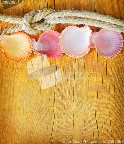 Image of shells on wooden background