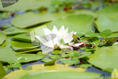 Image of Water lily in the lake