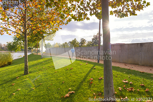 Image of Green lawn and trees at the park