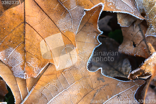 Image of Fallen leaves