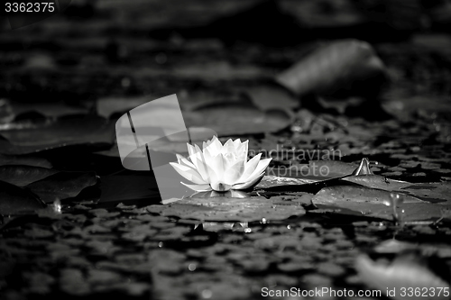 Image of Water lily in the lake