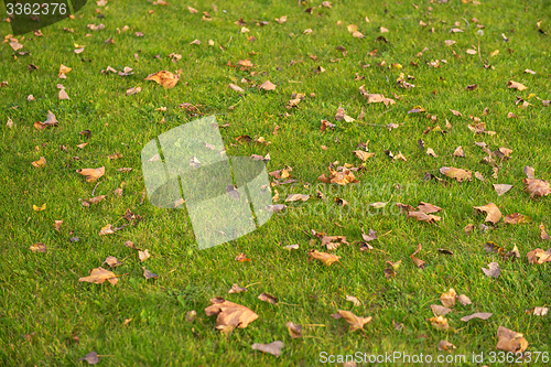 Image of Green lawn at the park