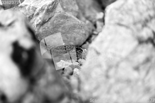 Image of Gecko lizard on rocks 