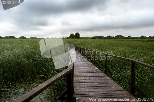 Image of Wooden path trough the reed