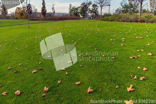 Image of Green lawn at the park