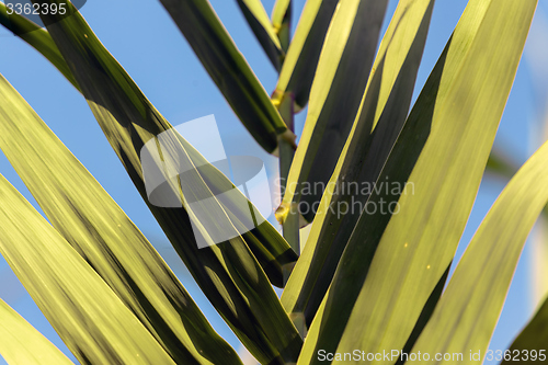 Image of Fresh green plants outdoors 