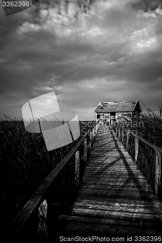 Image of Wooden path trough the reed