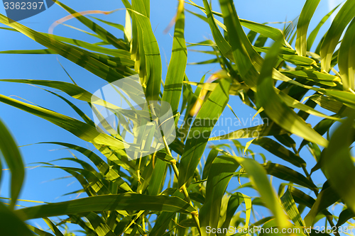 Image of Fresh green plants outdoors 