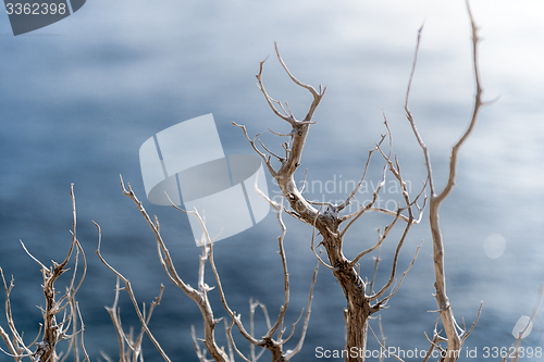 Image of Abstract hoto of some winter branches