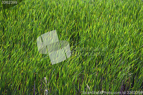 Image of Fresh green plants outdoors 