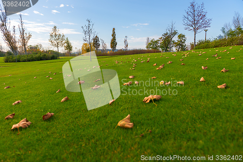 Image of Green lawn at the park