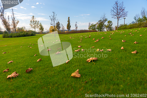Image of Green lawn at the park