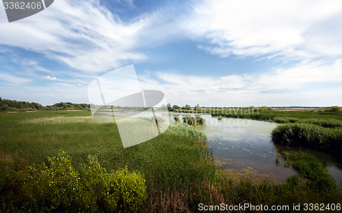 Image of Fresh green plants outdoors 