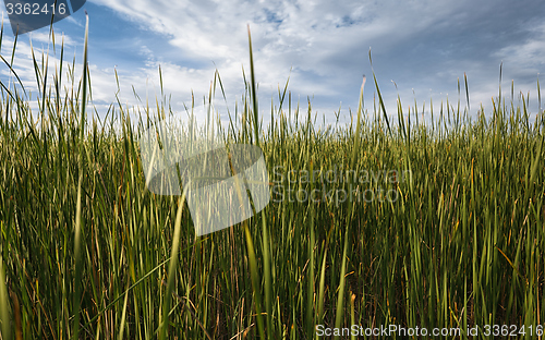 Image of Fresh green plants outdoors 