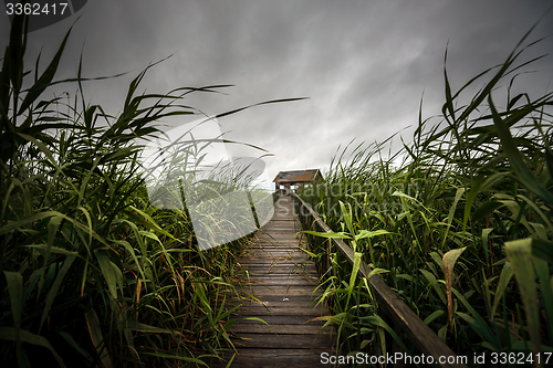 Image of Wooden path trough the reed