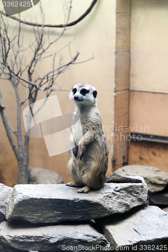 Image of Meerkat Standing