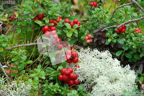Image of Mountain cranberries