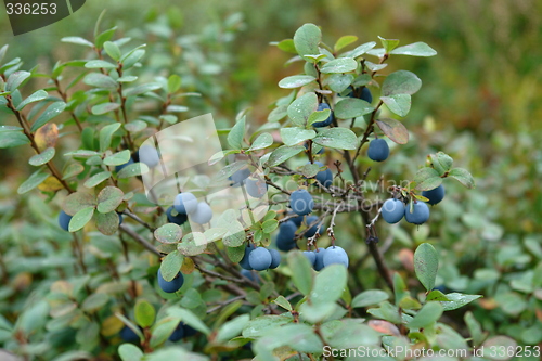 Image of Bog whortleberries