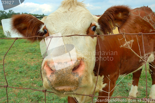 Image of Nosy Cow