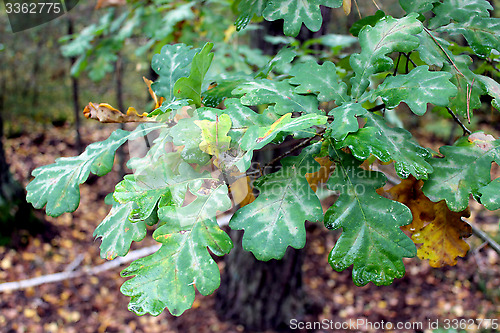 Image of oak's leaves on the branch