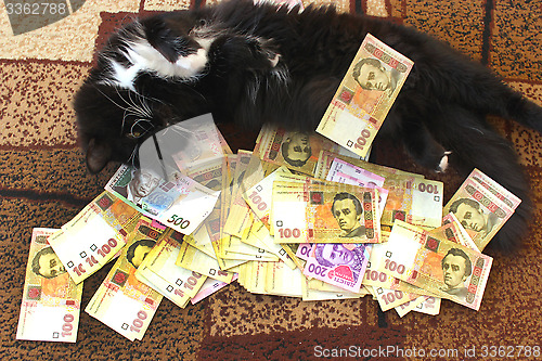 Image of cat lying on the carpet with Ukrainian money