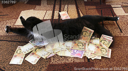 Image of cat lying on the carpet with Ukrainian money