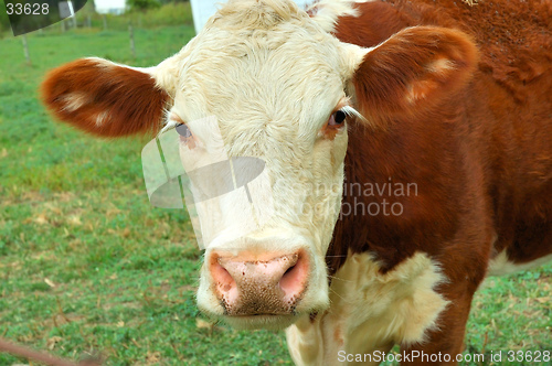 Image of Cow