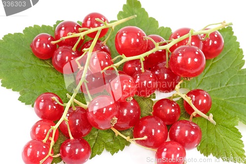 Image of Red Currants on Leaf