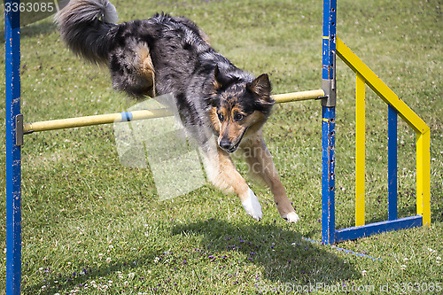 Image of Dog Agility jumping