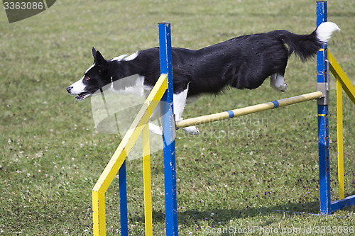 Image of Dog Agility jumping