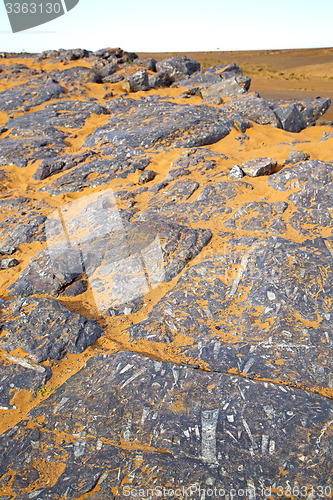 Image of  old fossil in  the desert of morocco sahara  