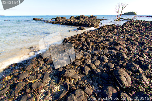 Image of     madagascar    andilana  seaweed        dead tree