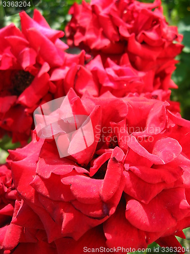 Image of beautiful flowers of red roses