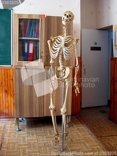 Image of skeleton in the class of anatomy