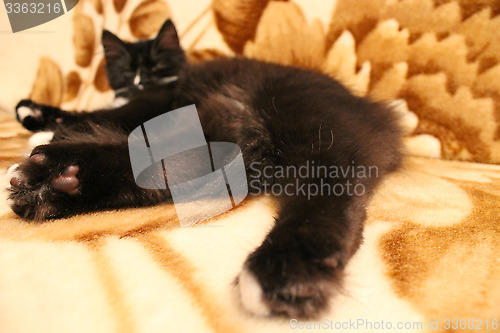 Image of black cat lying prone on the bed