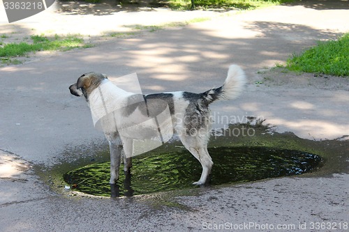 Image of Big dog slaking its thirst in pool