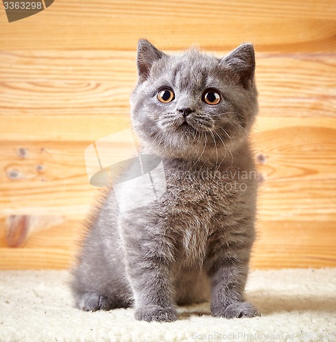 Image of portrait of british kitten