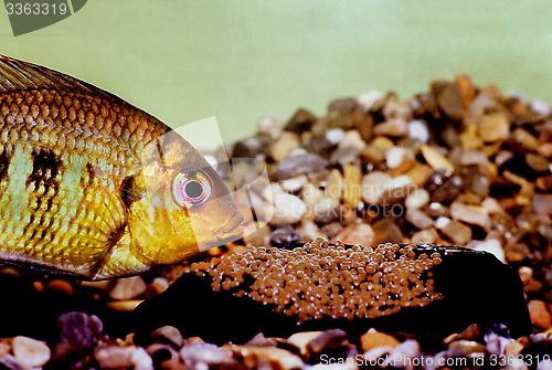 Image of Mary's cichlid female protecting eggs, Pelmatolapia mariae.