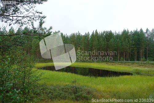 Image of Pond in green