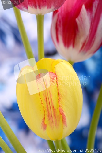 Image of Yellow tulips close upclose up to red tulips