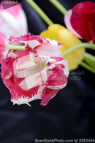 Image of Red tulips on black, flowers