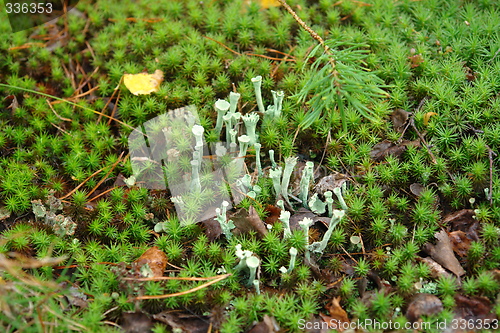 Image of Small green fungus