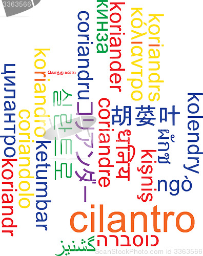 Image of Cilantro multilanguage wordcloud background concept