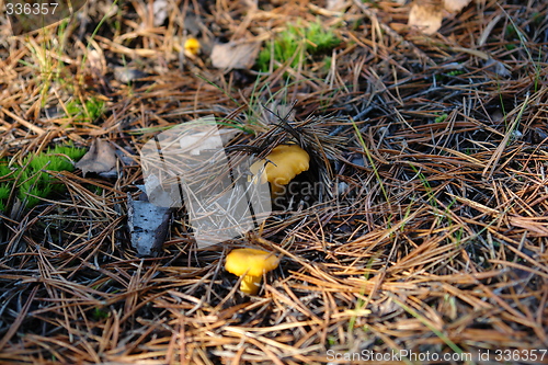 Image of Hidden Chantarelles