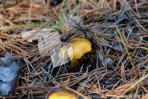 Image of Chantarelle