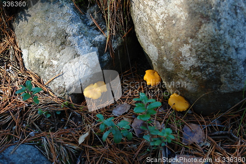 Image of Chantarelles